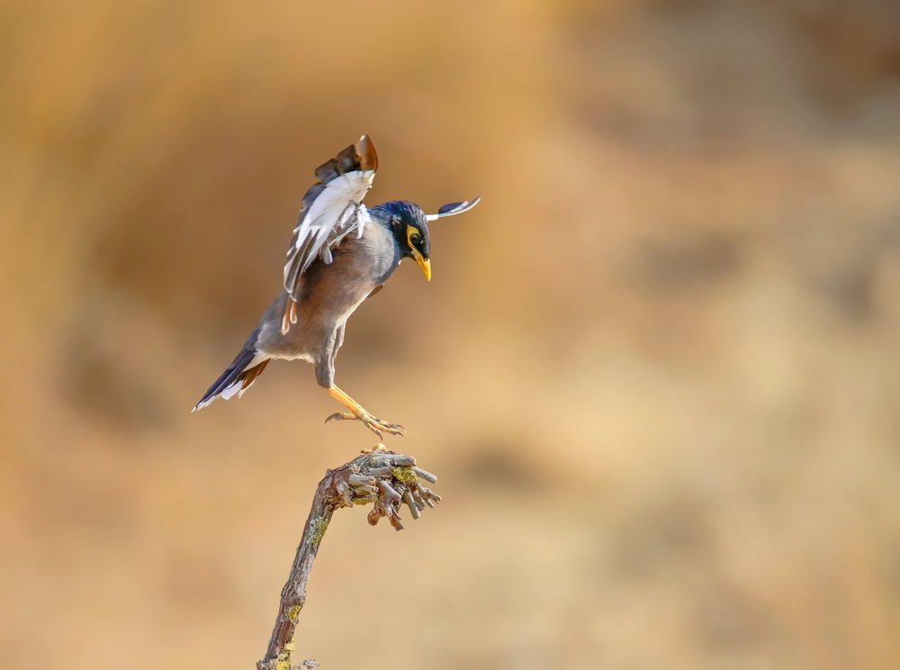 Myna Bird Landing