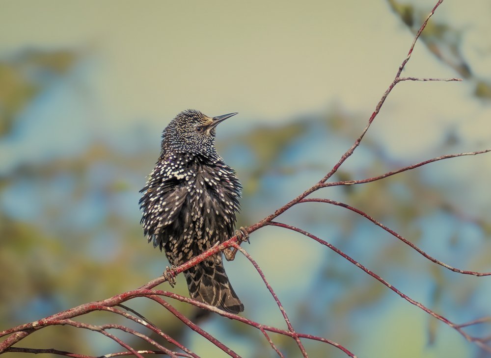 Speckled Starling Perched