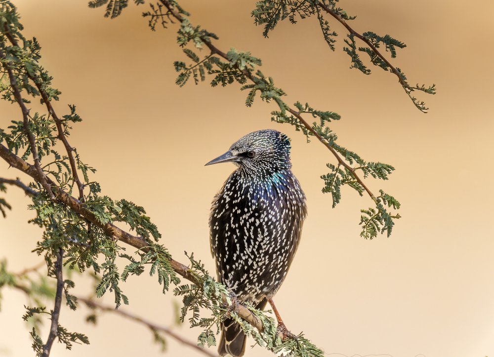 Iridescent Starling Perched
