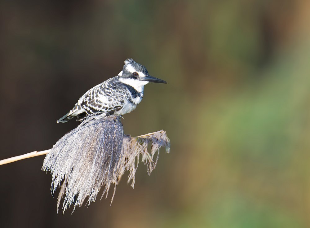 Elegant Kingfisher Perch