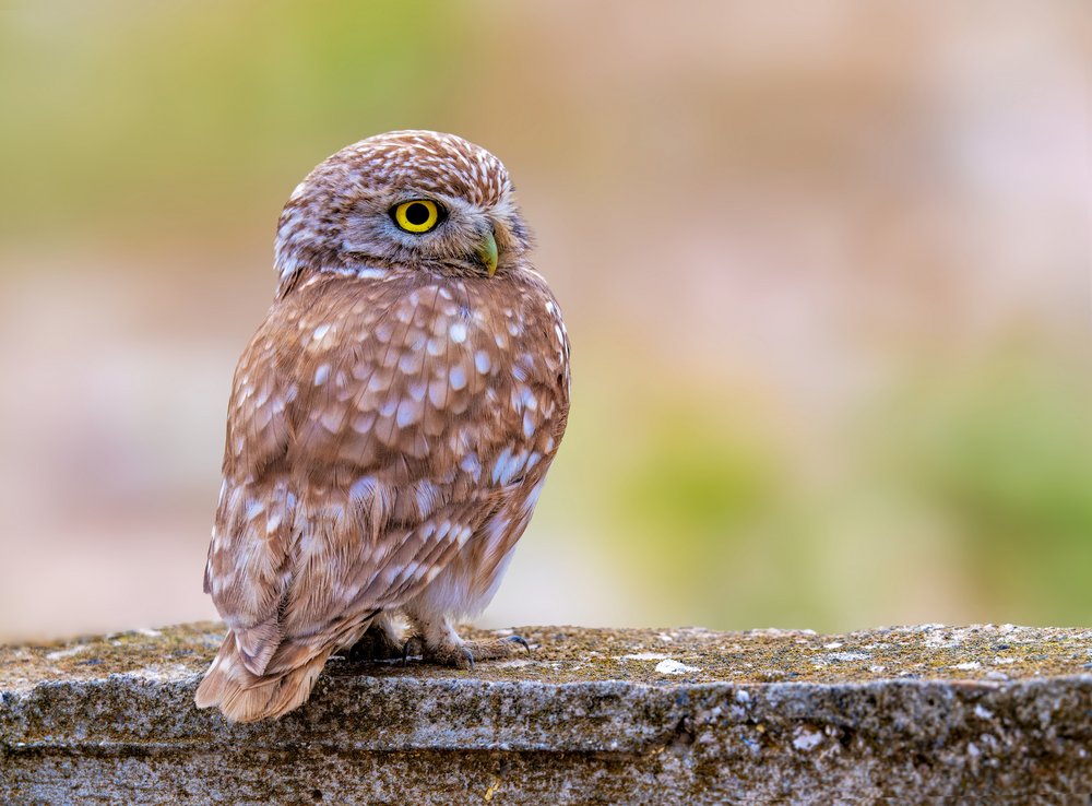 Watchful Little Owl