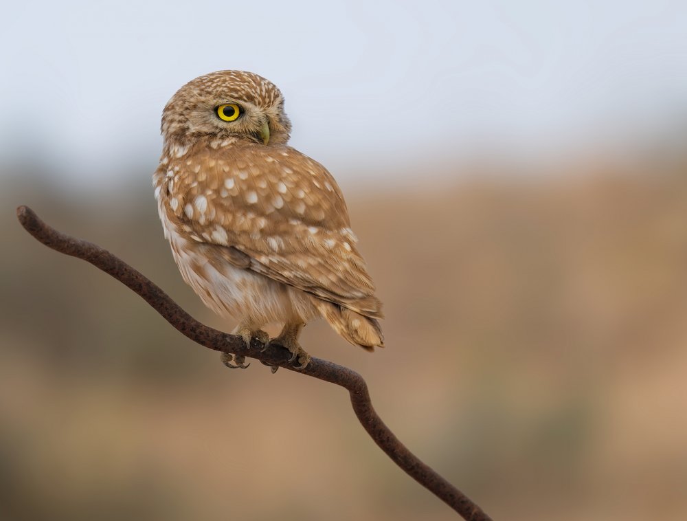 Watchful Little Owl