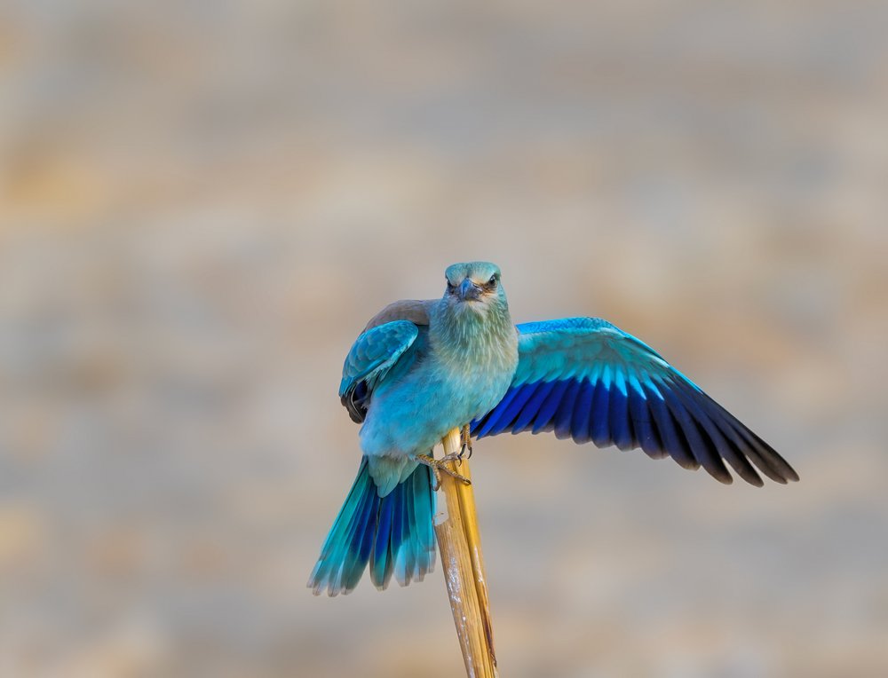 Blue Bird Display