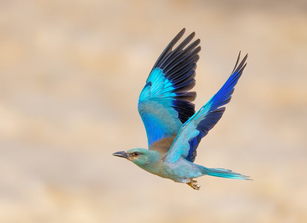 Vibrant Bird in Flight