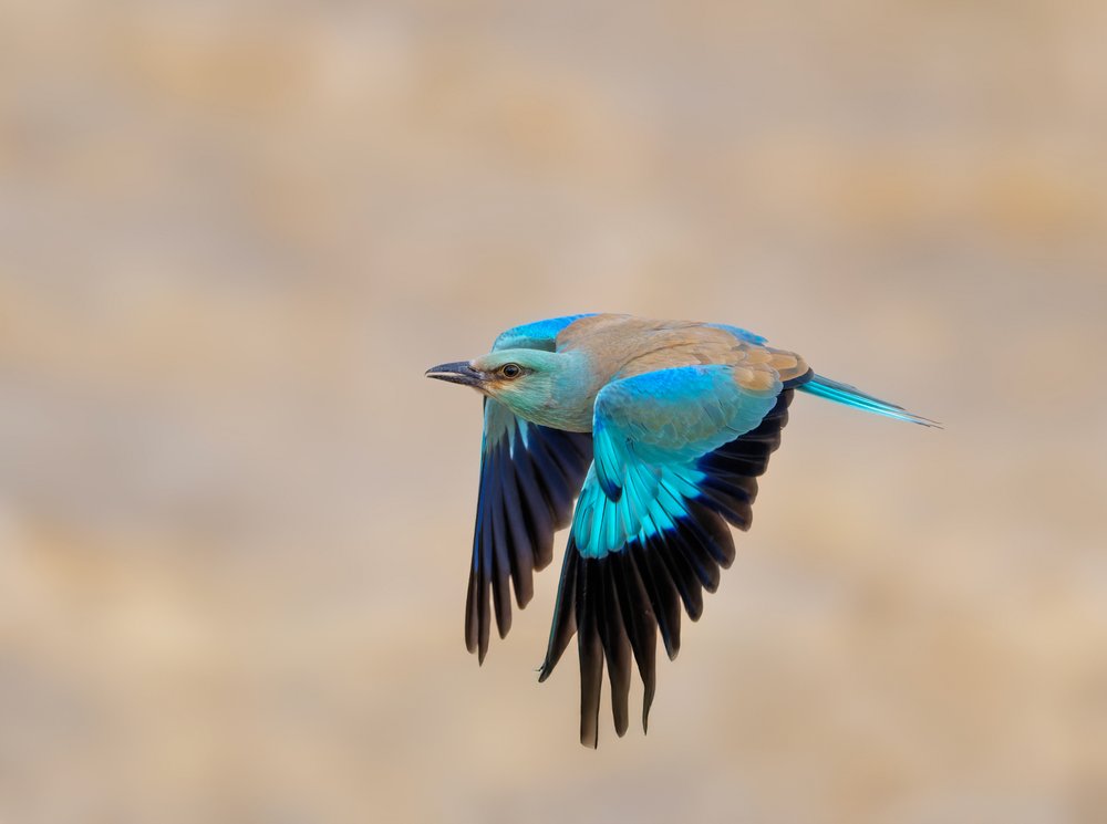 Vibrant Bird in Flight