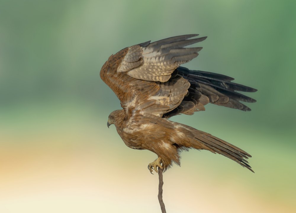 Majestic Raptor Wings