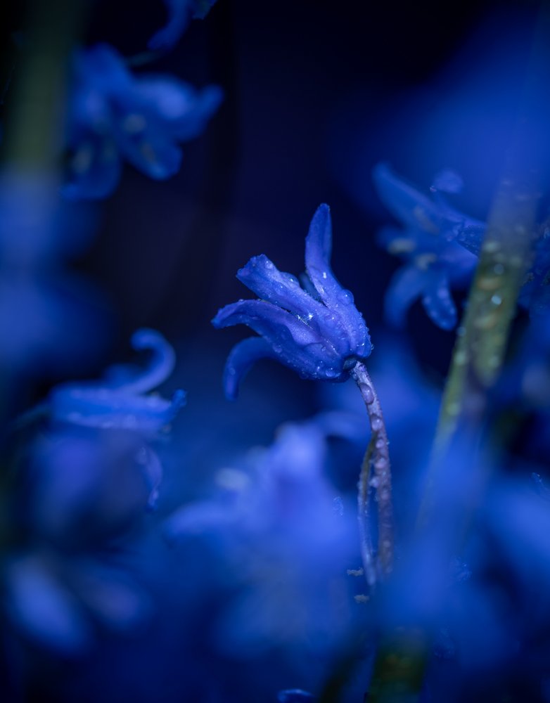 Dewy Bluebells