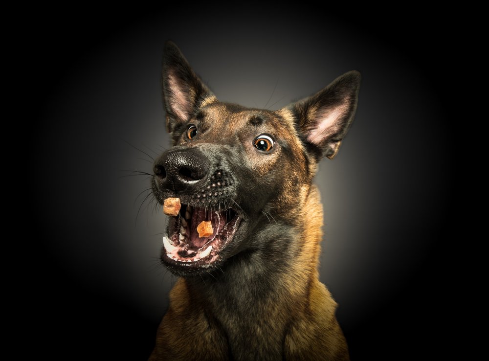 Funny Dog Catching Treat