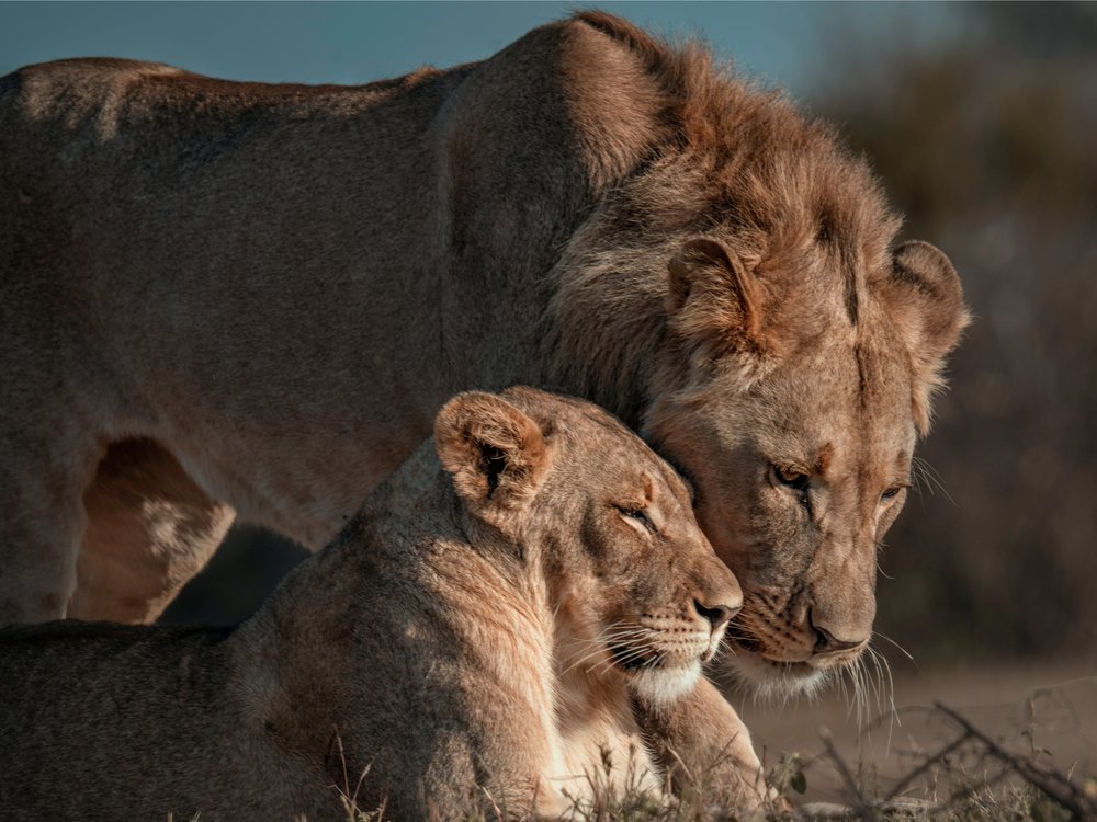 Tender African Lions