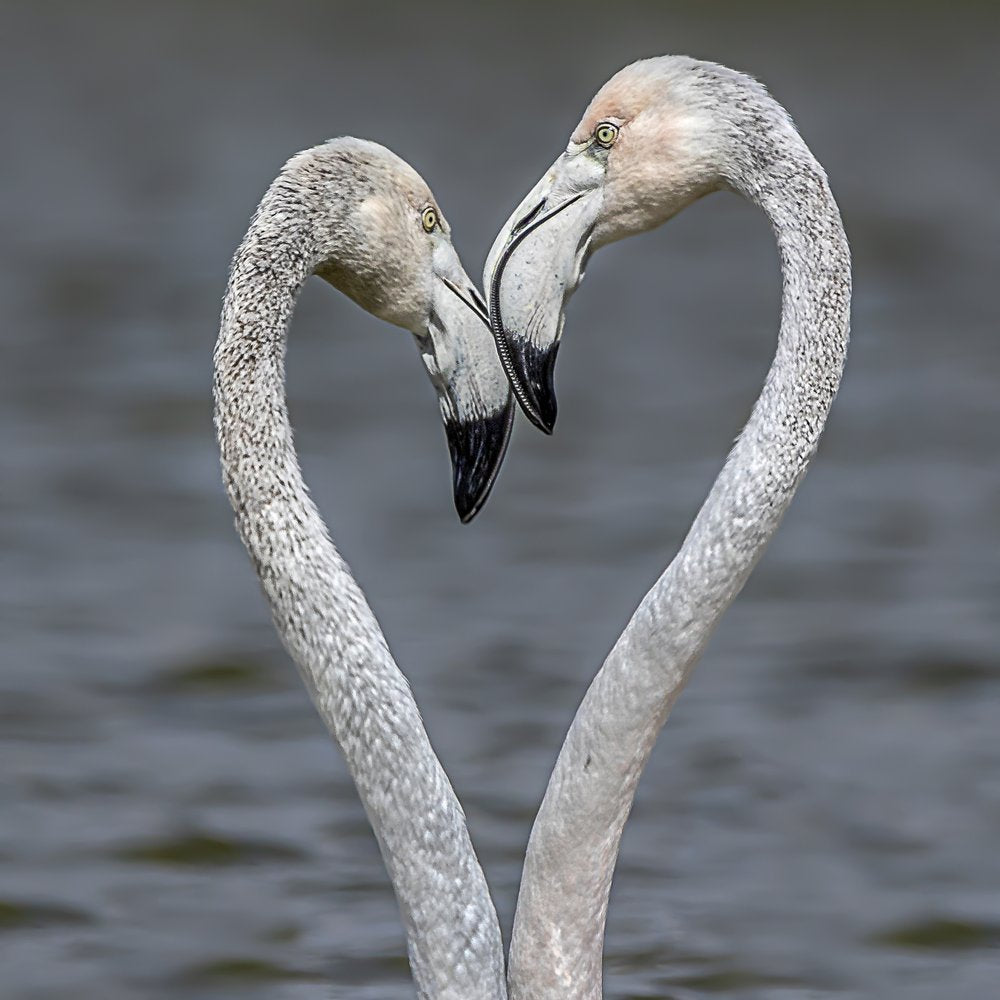 Flamingo Heart