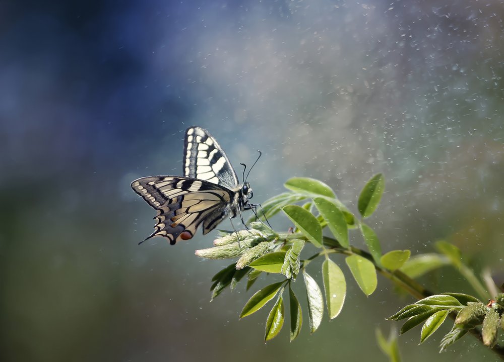 Swallowtail's Gentle Perch