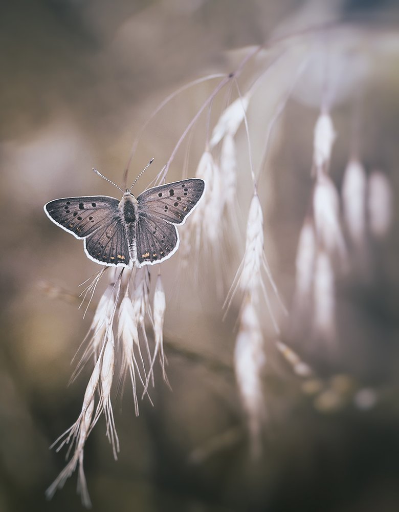 Delicate Butterfly on Grass