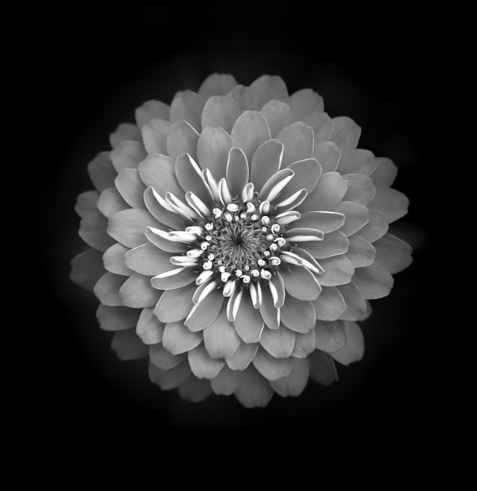 Elegant Zinnia Bloom