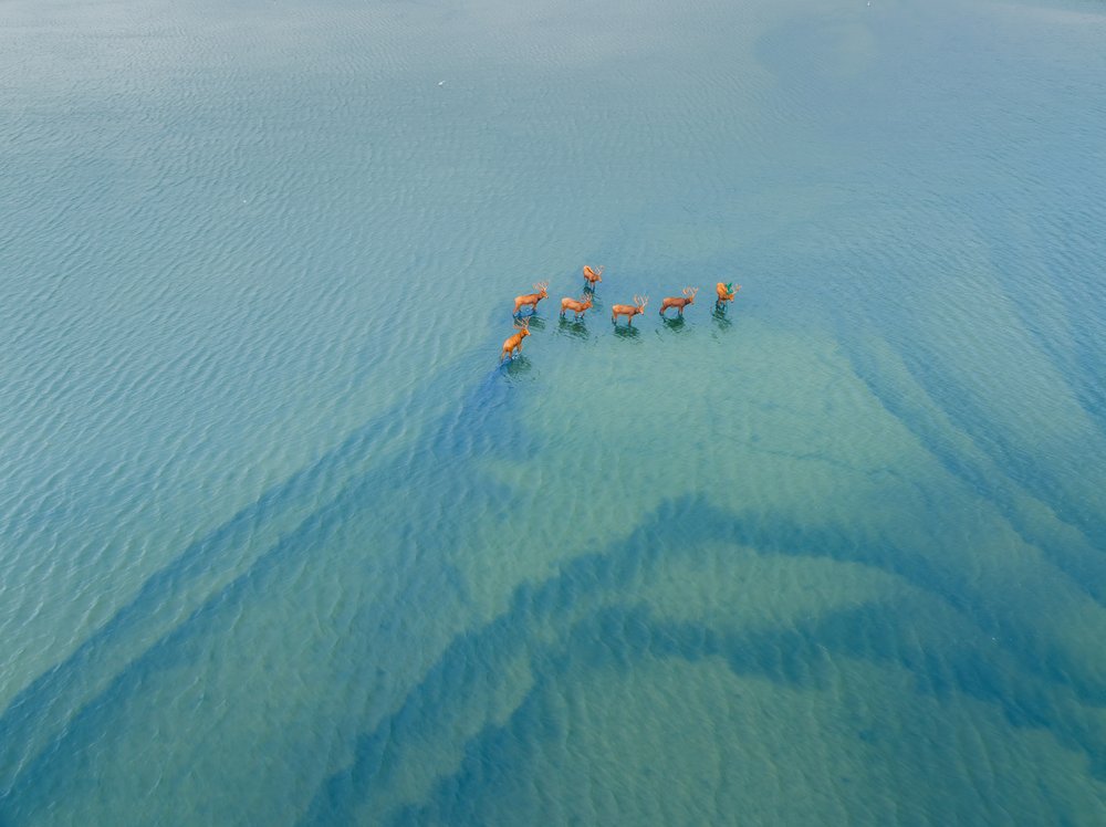 Wild Deer In Serene Water