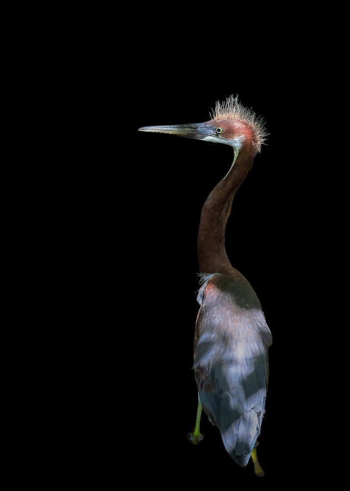 Crested Heron Portrait