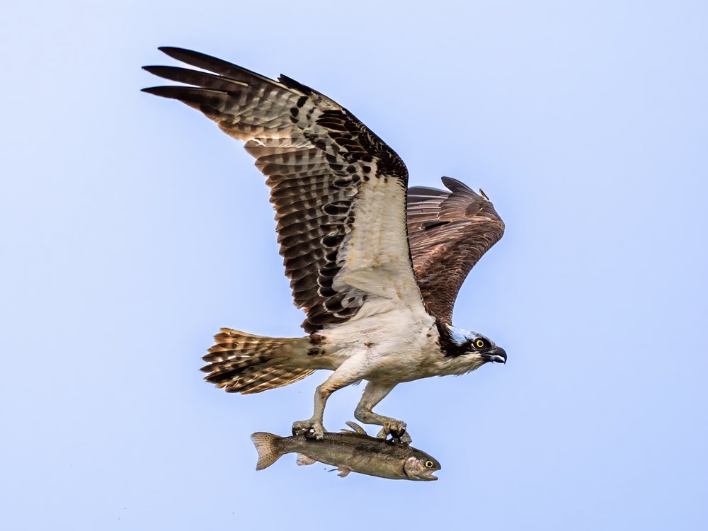 Osprey's Fresh Catch
