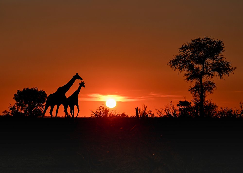 Giraffes in Golden Sunset