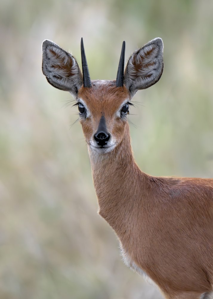 Curious Steenbok Gaze