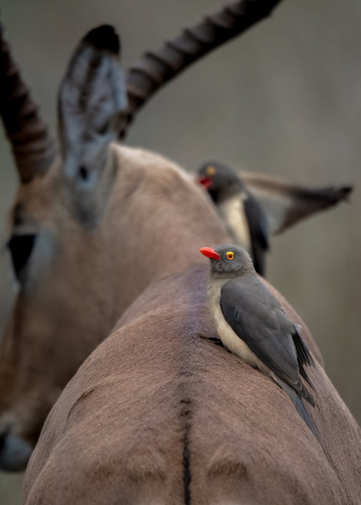 Red-Billed Oxpecker Antelope