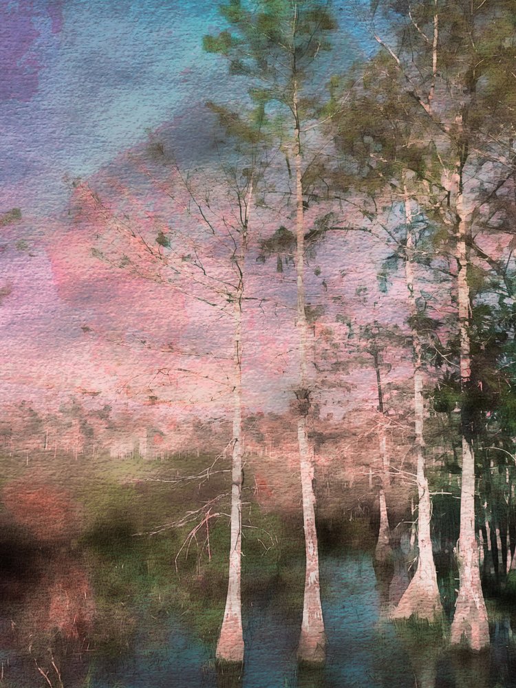 Pink Cypress Twilight
