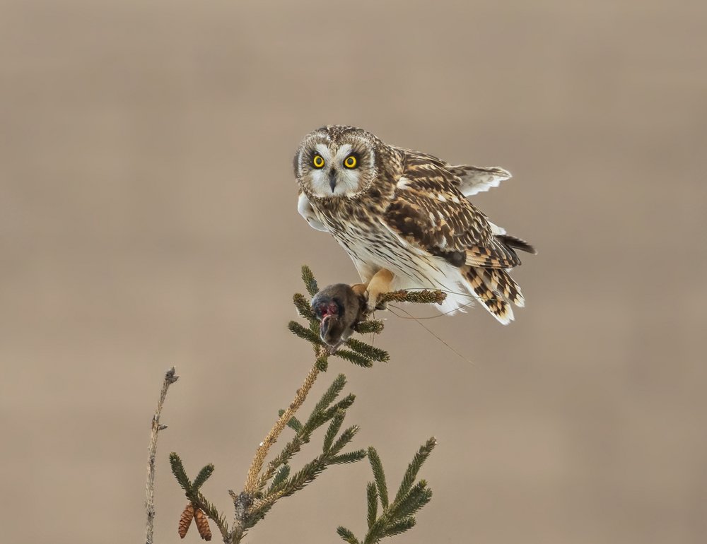 Short-Eared Owl Hunt