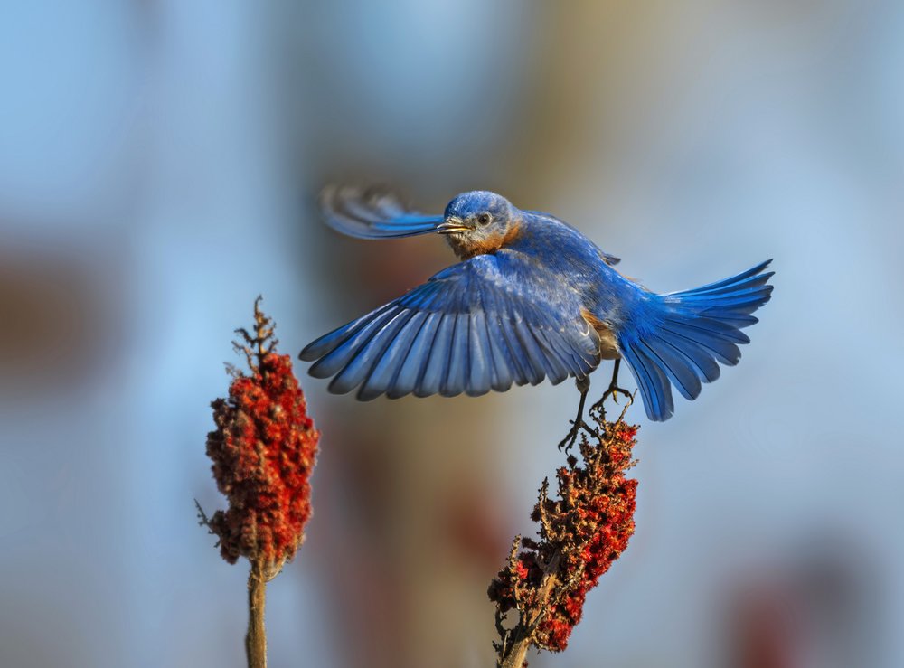 Bluebird in Flight