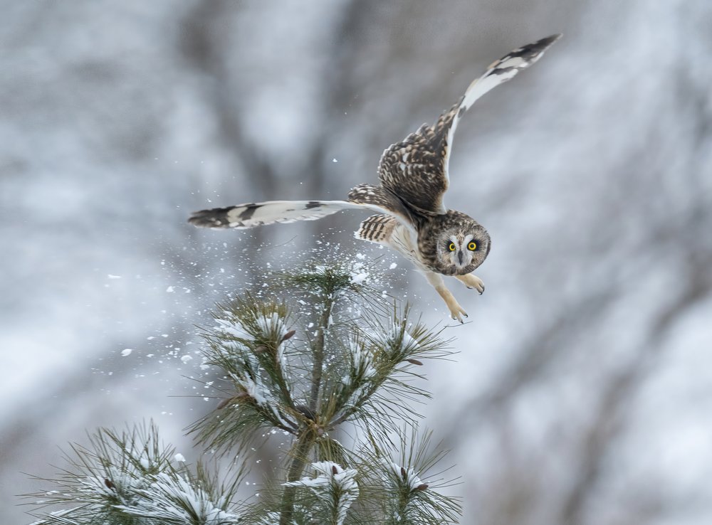Snowy Owl Flight