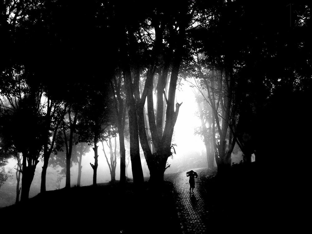 Misty Forest Path