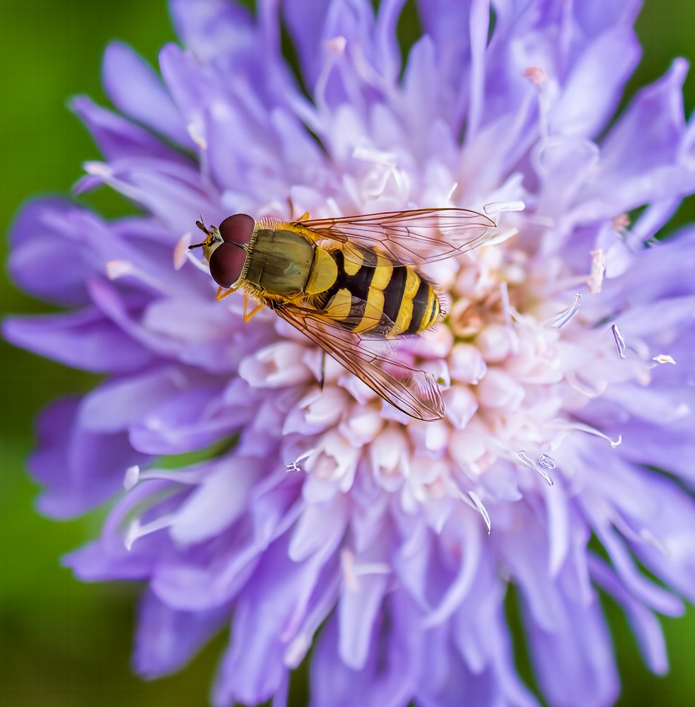 Vibrant Hoverfly Purple Bloom