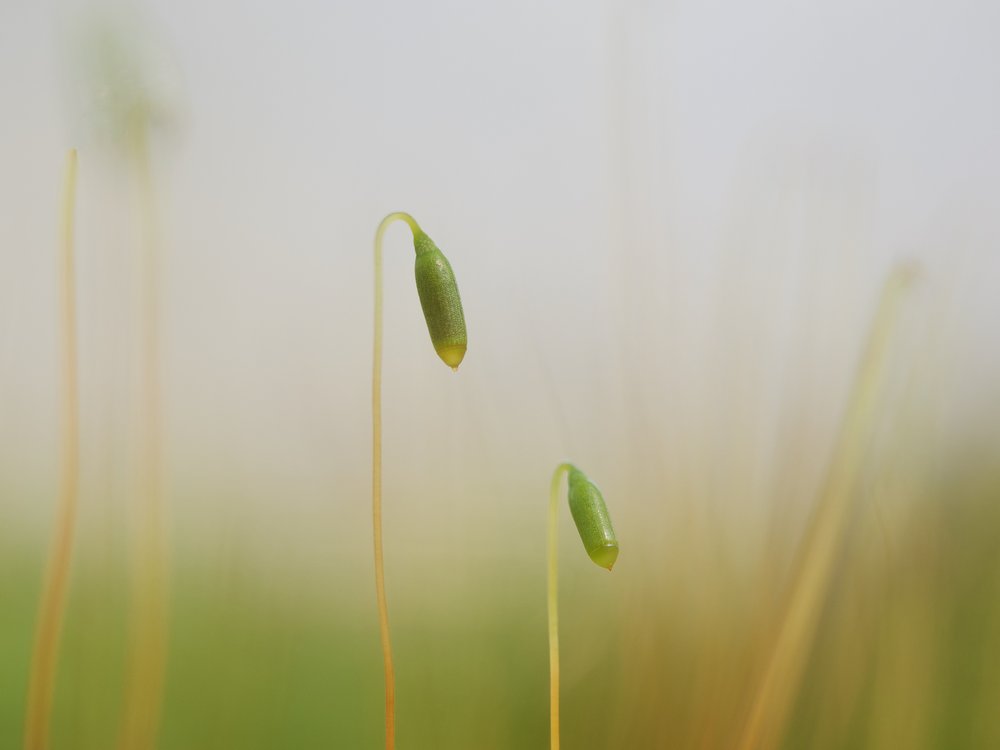 Delicate Moss Growth