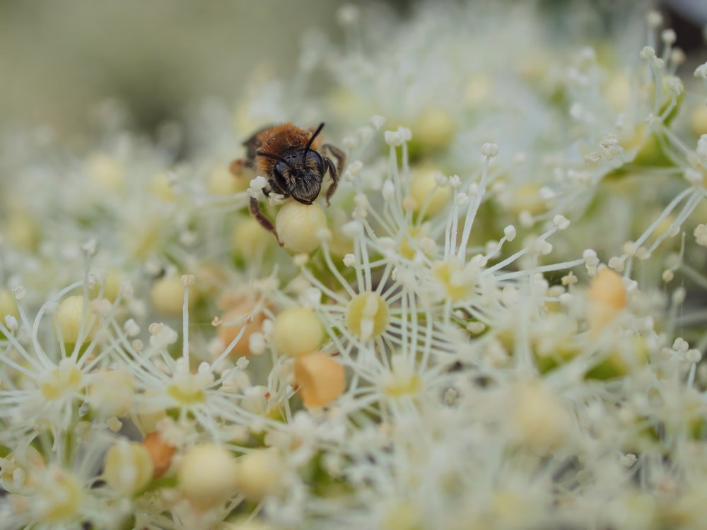 Busy Bee Blooms