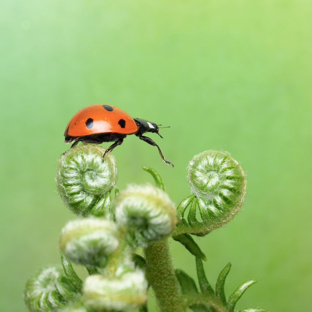 Ladybug on Fiddlehead