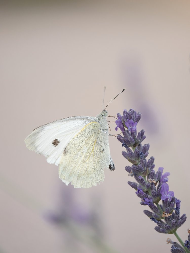 Delicate Lavender Butterfly