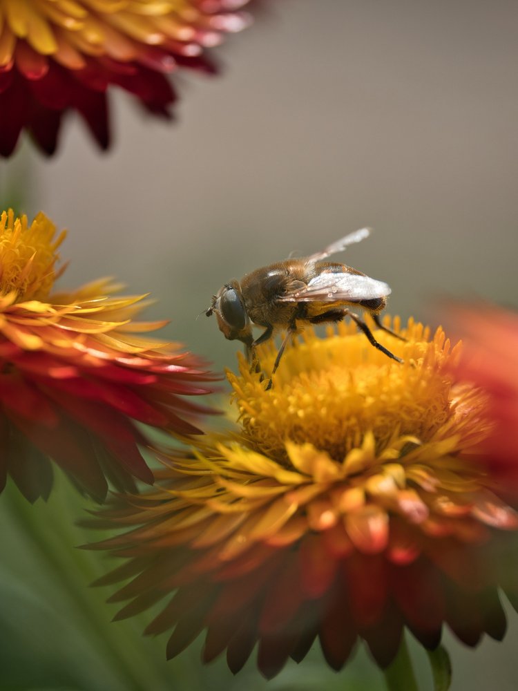 Hoverfly on Yellow Flower