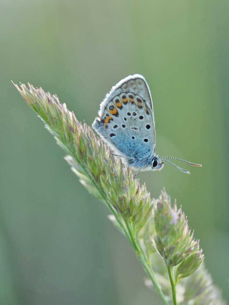 Blue Butterfly Morning Light