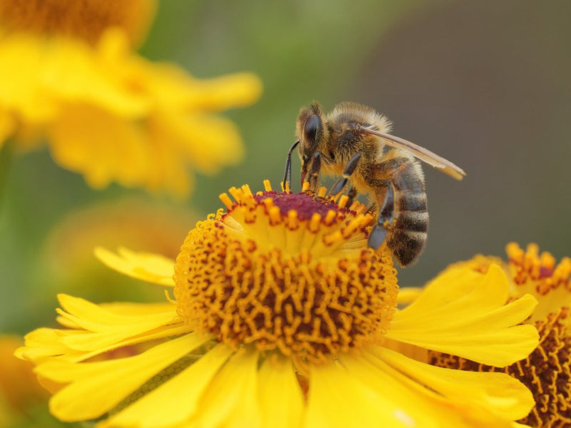 Bee on Golden Bloom