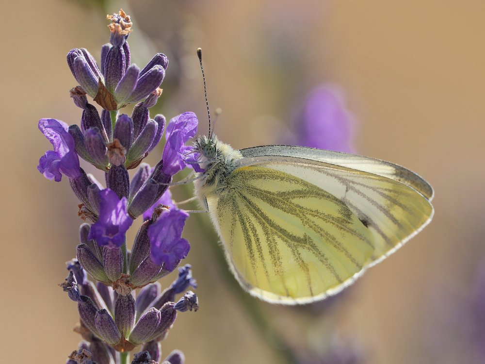 White Butterfly On Lavender