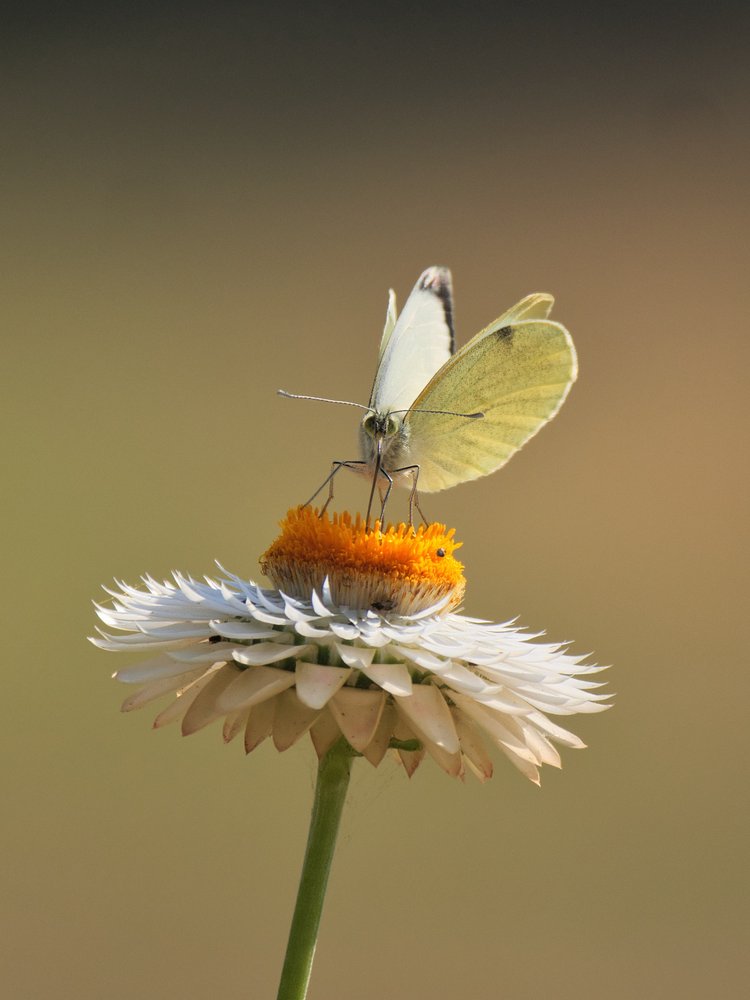 White Butterfly on Daisy