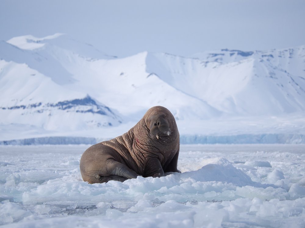 Arctic Walrus on Ice