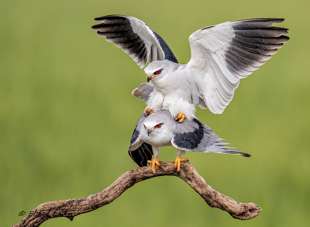 Mating White Kites