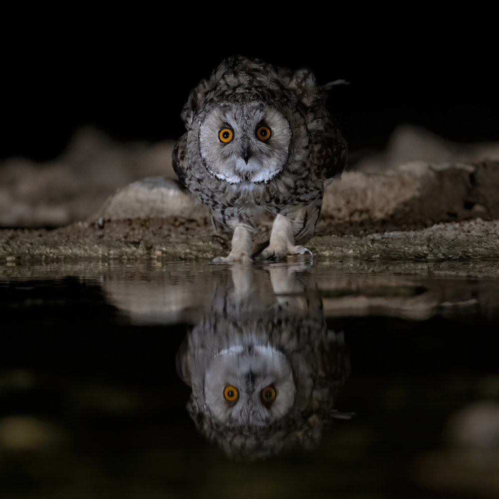 Intense Owl Reflection