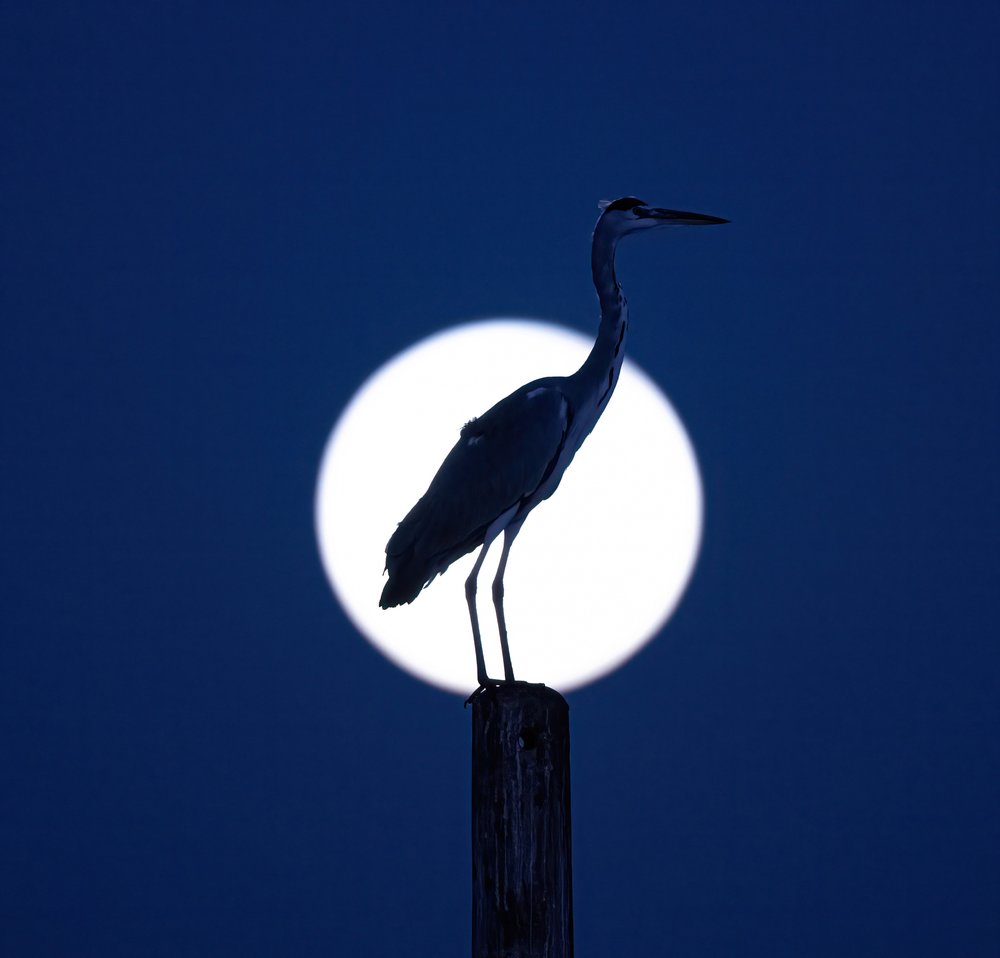 Heron Moon Silhouette
