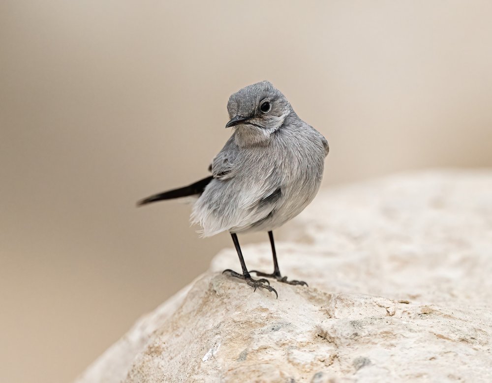 Fluffy Grey Bird