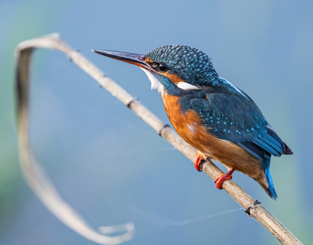 Blue Kingfisher Perched