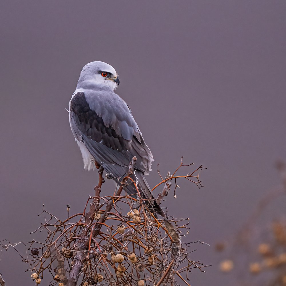 Watchful Grey Kite