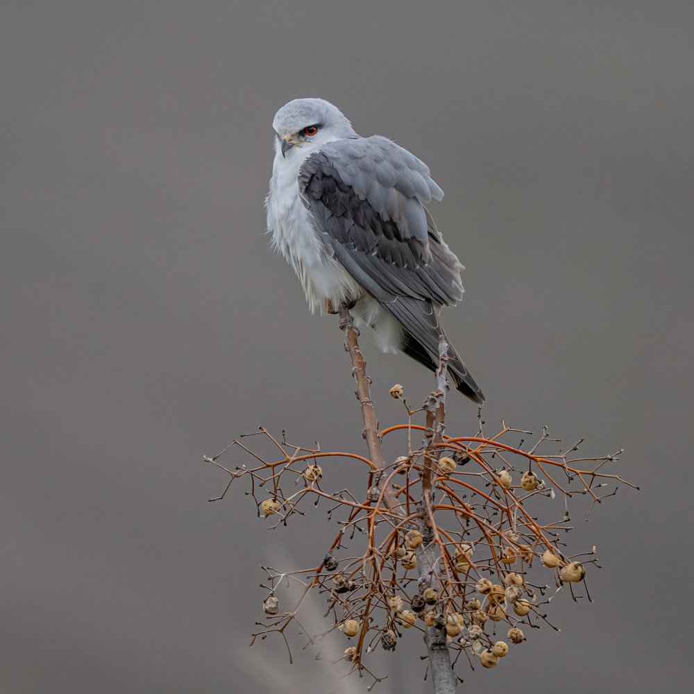 Watchful Gray Kite