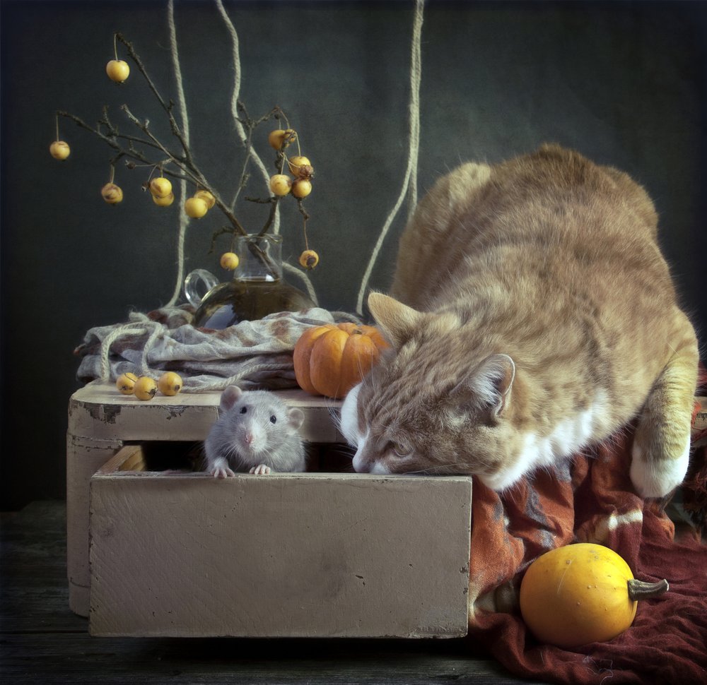Curious Autumn Critters