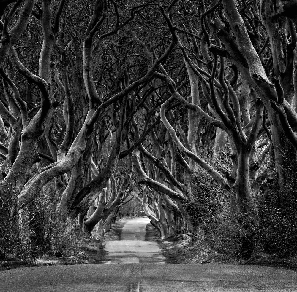Enchanted Tree Tunnel