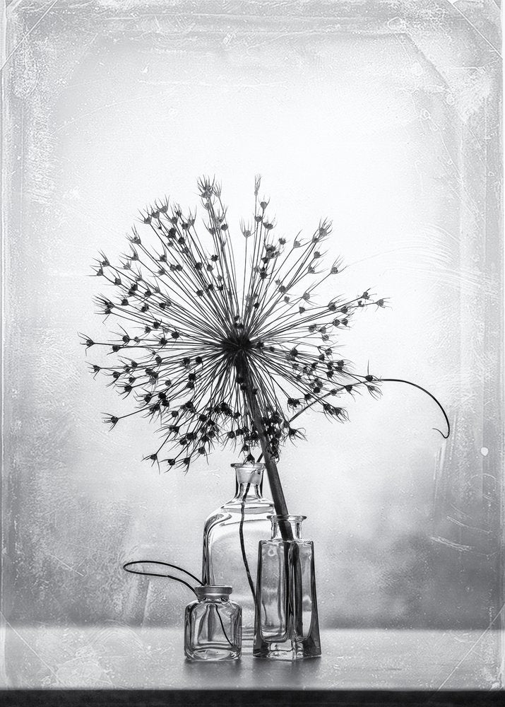 Monochrome Botanical Study