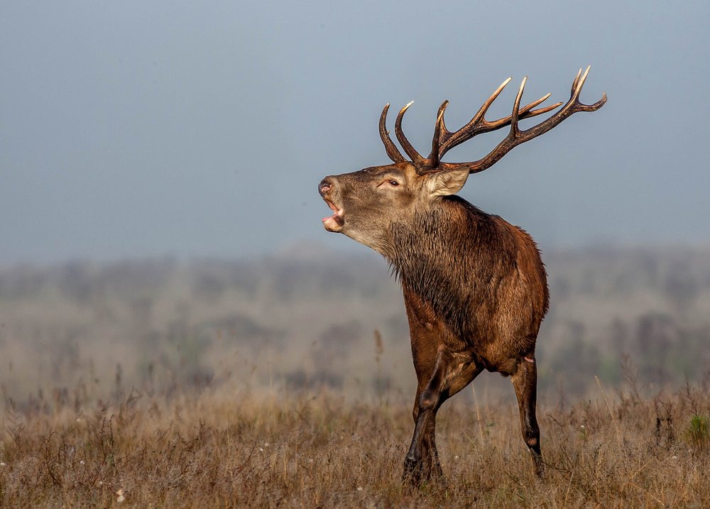 Roaring Red Stag